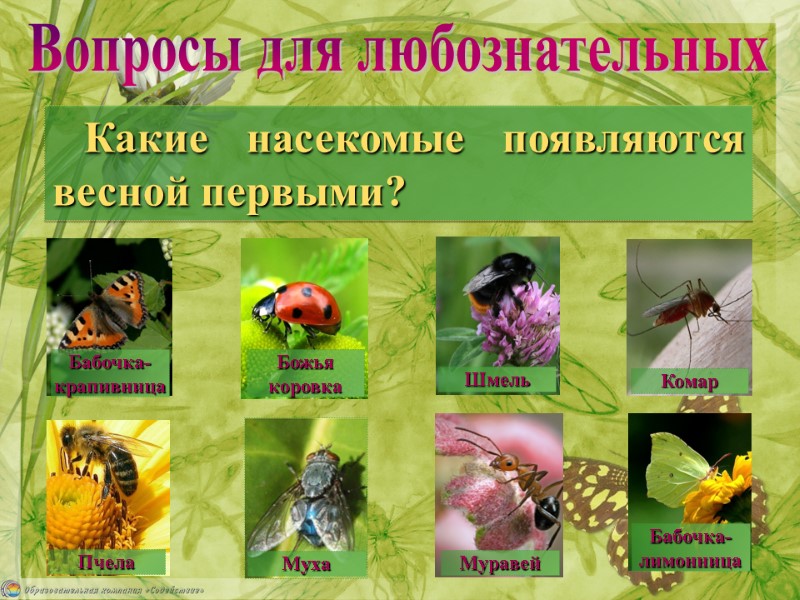 Какие насекомые появляются весной первыми? Вопросы для любознательных Муха  Божья  коровка Бабочка-лимонница